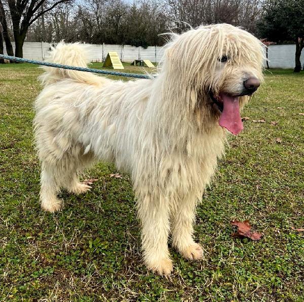 BELLE BELLISSIMO MAREMMANO Foto 7